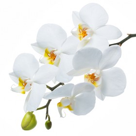 Стол обеденный Танго белый/Орхидея в Вологде - vologda.katalogmebeli.com | фото 3